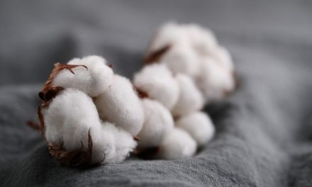 Bahan Serat Yang Bisa Di Jadikan Kapas Keperluan Manusia