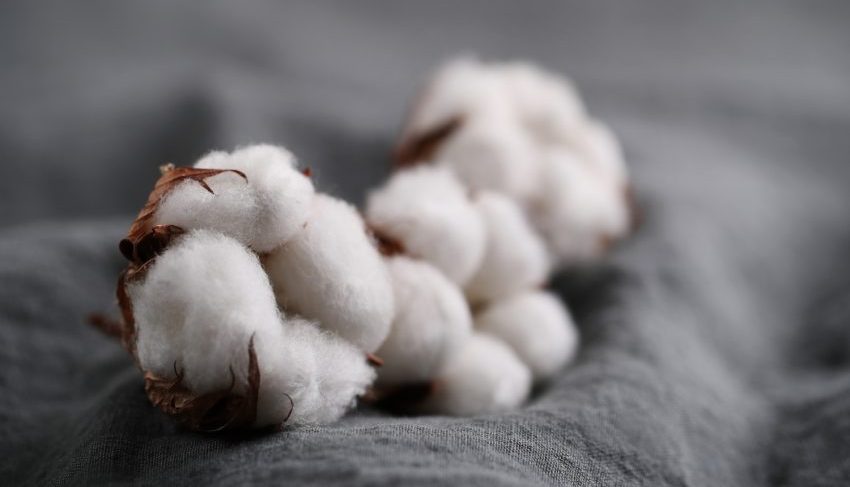 Bahan Serat Yang Bisa Di Jadikan Kapas Keperluan Manusia