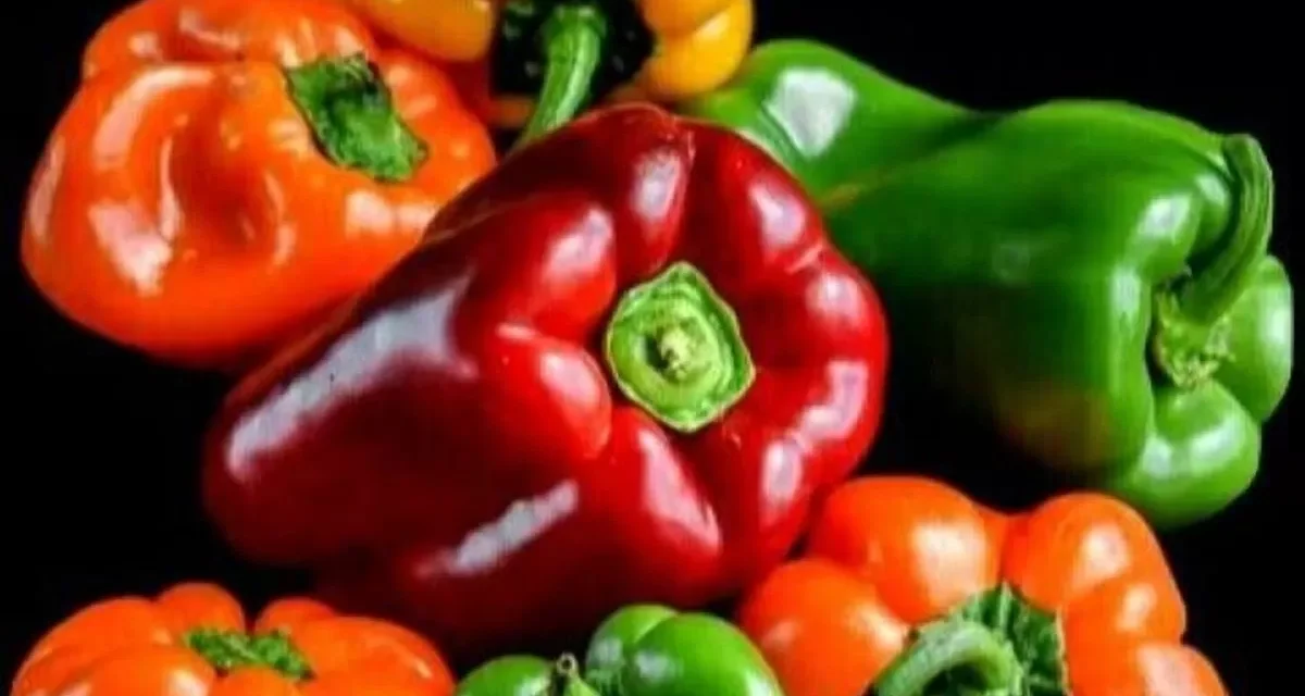Sayuran Paprika Yang Mempunyai Beberapa Jenis Warna