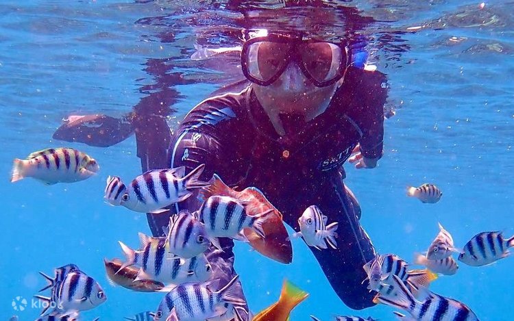 Olahraga Rekreasi Air Snorkeling Yang Melihat Keindahannya