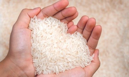 Bahan Pangan Pokok Sebuah Beras Kebutuhan Manusia