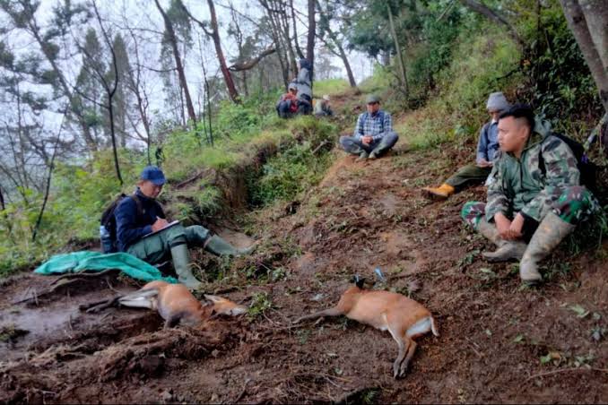 Seseorang Kegiatan Berburu Dengan Senjata Lengkap